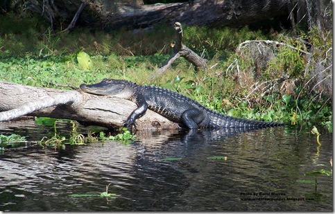 river wildlife sat heading short before water into